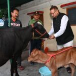 गोवर्धन पूजा के अवसर पर गौमाता का गुड और चना खिलाते कृषि मंत्री गणेश जोशी