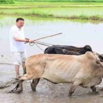 सीएम धामी बने किसान, खेतों में बहाया पसीना, बैलों से की धान की रोपाई